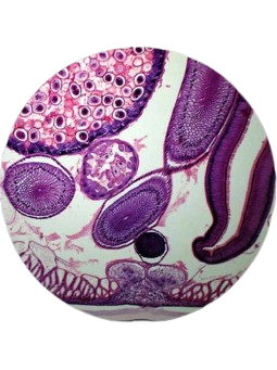 PREPARED MICROSCOPE SLIDES